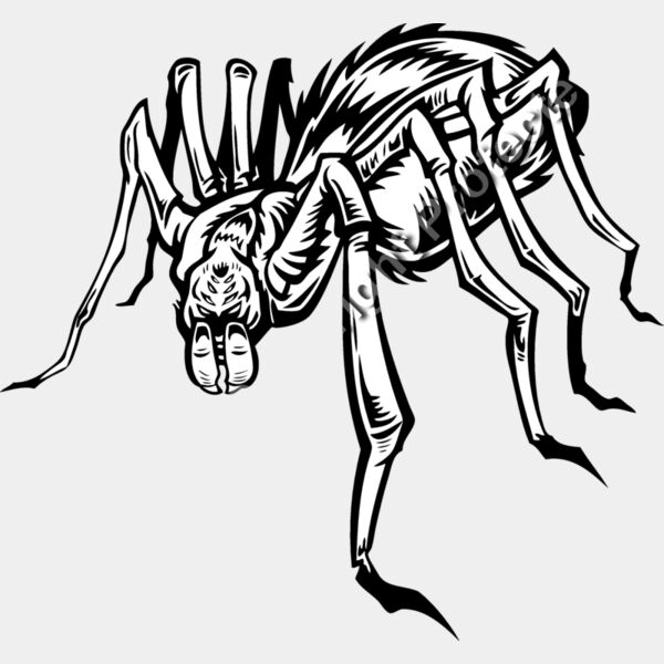 ES2spider004BW Thumbnail