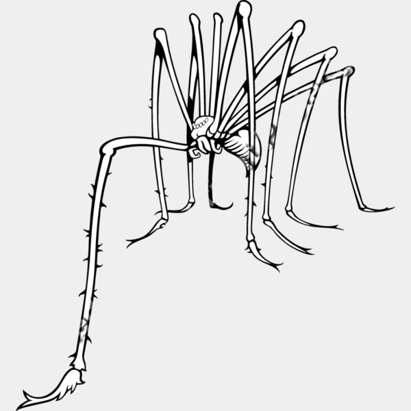 ES3spider02bw Thumbnail