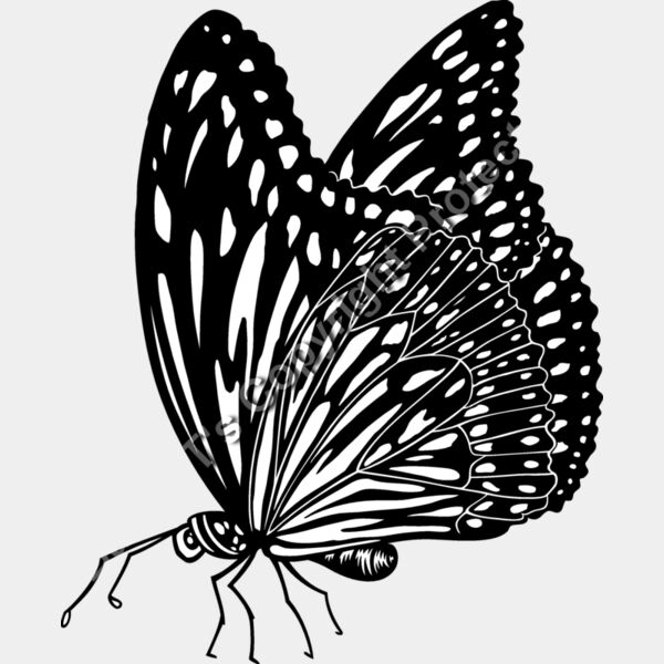 ES3butterfly01bw Thumbnail