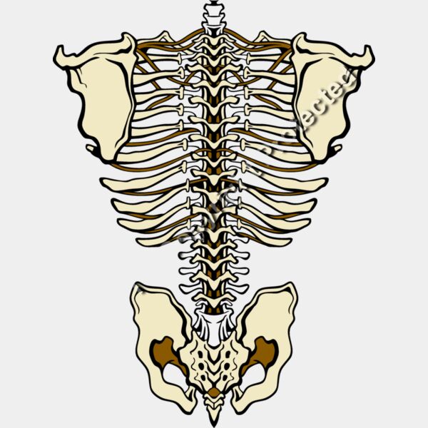 ES3bones01clr Thumbnail